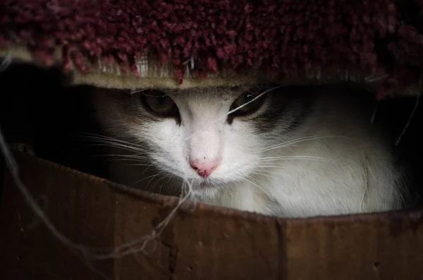 Verlassene Kätzchen Einer Box Streunende Jungtiere Überleben Den Winter Freien — Stockfoto