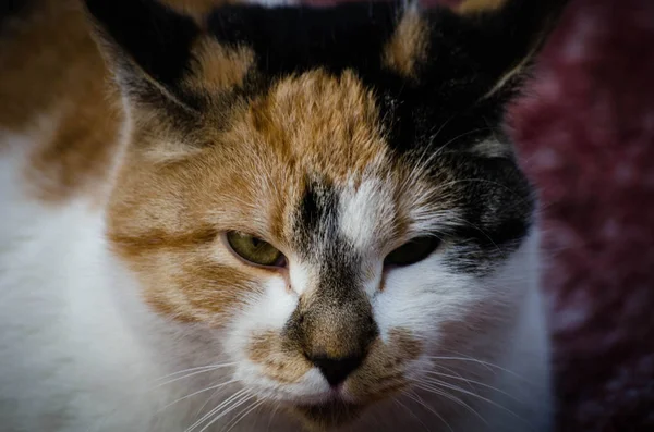 Eine Wütende Katze Streunende Katze Sankt Petersburg Katzen Überleben Den — Stockfoto