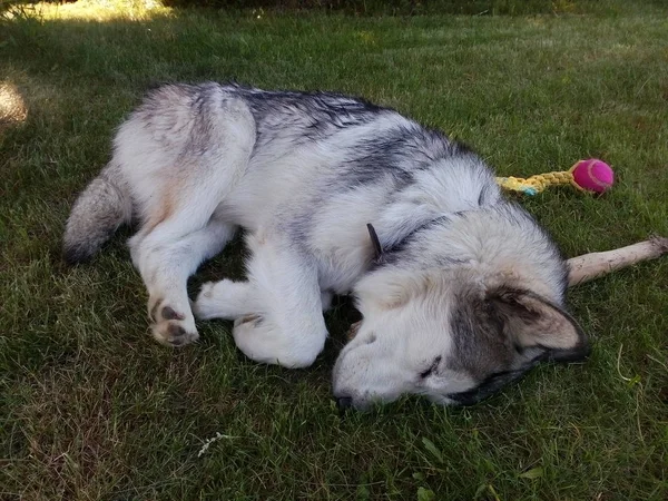 Malamute Puppy Sleeping Grass — Stock Photo, Image