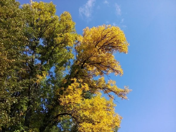Желтые Опавшие Листья Дерево Против Голубого Неба — стоковое фото