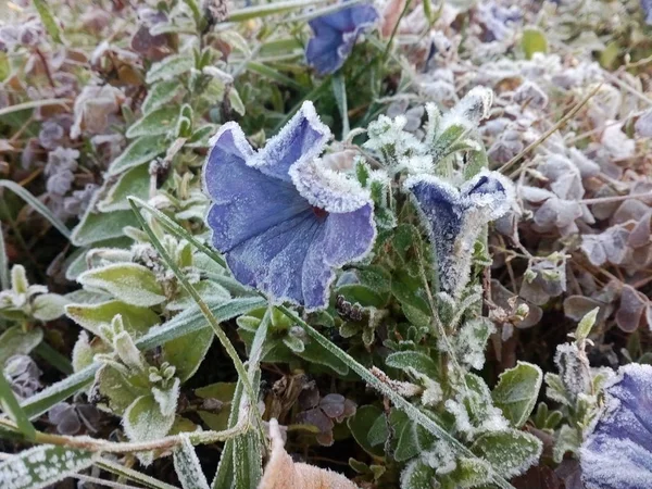 Mavi petunyalar. Hoarfrost ile kaplı çiçekler.