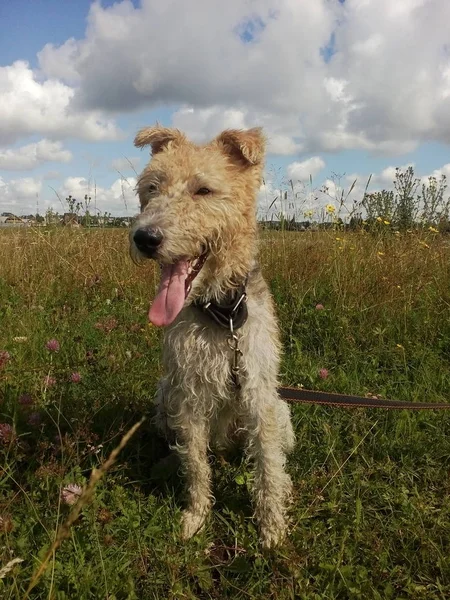 Tilki korkunç alanına yürüyor. Mutlu köpek. (dikey) 