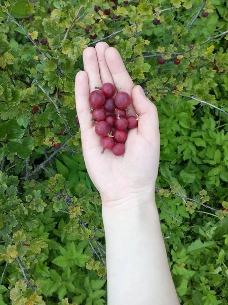 El (yeşil renkli kırmızı Bektaşi).