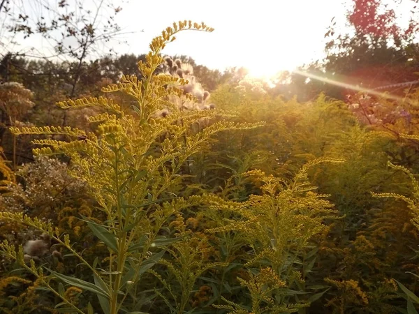 Doğal otlar. Solidago. Goldenrods altın bir saat içinde. Ne zaman güneş ışığı büyülü döner