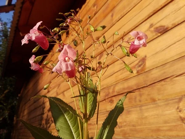 Impatiens Tagetes. Pembe çiçekler.