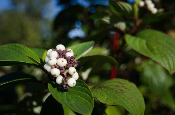Symphoricarpos. Snowberry, waxberry veya ghostberry. Ortak snowberry insanlar için zehirli olarak kabul edilir.