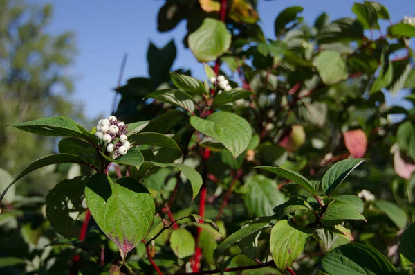 Symphoricarpos. Snowberry, waxberry veya ghostberry. Ortak snowberry insanlar için zehirli olarak kabul edilir.