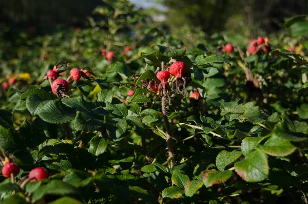 Rose hips. Rose hips in autumn.