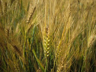 Buğday. Novosibirsk, Rusya yakın bir alanda genç buğday ürün. (arka plan)