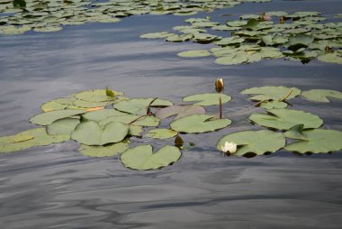 Nymphaea. Güzel nilüferler göl 