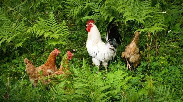 Beyaz horoz ve üç kahverengi tavuk ve eğrelti otları.