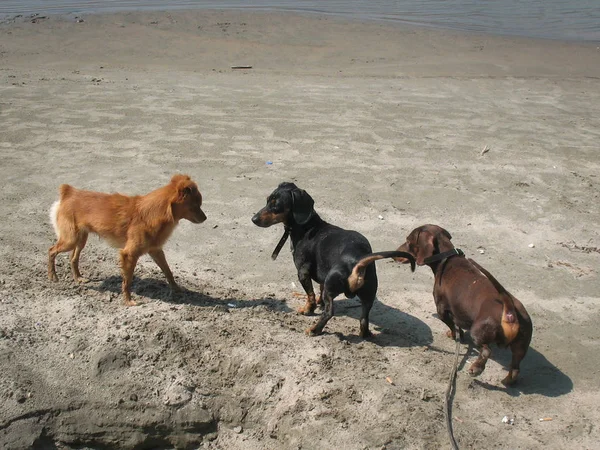 Üç küçük köpek sahilde yürümek. Dachshunds. Köpekler hakkında bilgi almak. Küçük köpekler.