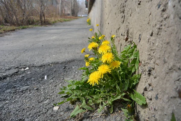 Stadtblumen Taraxacum Eine Gelbe Löwenzahnpflanze Wächst Durch Einen Riss Einem Stockfoto