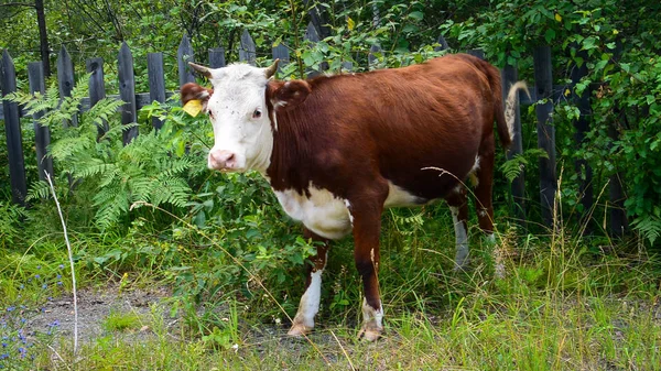 Red and white cow in the village. The cow stands in the grass near the fence.