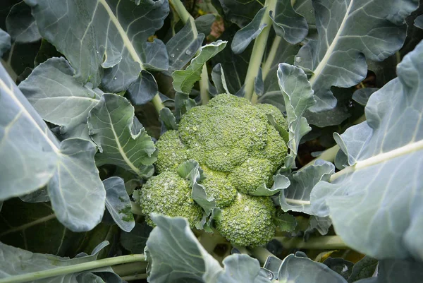 Broccoli on the garden. Growing Broccoli in Your Vegetable Garden. Nature food. Large flowering head.