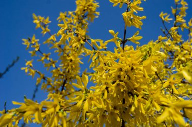 Sarı çiçekler. Forsythia tam çiçeklenme halinde. Forsythia çiçeklerine yakın çekim. Çiçekler yapraklardan önce, parlak sarı olarak baharın başlarında üretilir..