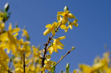 Sarı çiçekler. Forsythia tam çiçeklenme halinde. Forsythia çiçeklerine yakın çekim. Çiçekler yapraklardan önce, parlak sarı olarak baharın başlarında üretilir..