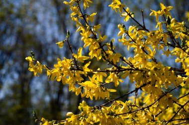 Sarı çiçekler. Forsythia tam çiçeklenme halinde. Forsythia çiçeklerine yakın çekim. Çiçekler yapraklardan önce, parlak sarı olarak baharın başlarında üretilir..