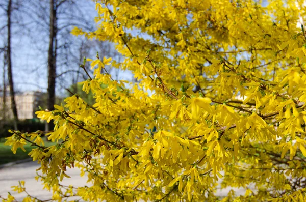 Żółte Kwiaty Forsycja Pełnym Rozkwicie Zbliżenie Forsythia Kwiaty Kwiaty Produkowane — Zdjęcie stockowe