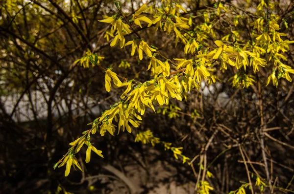 Sarı çiçekler. Forsythia tam çiçeklenme halinde. Forsythia çiçeklerine yakın çekim. Çiçekler yapraklardan önce, parlak sarı olarak baharın başlarında üretilir..