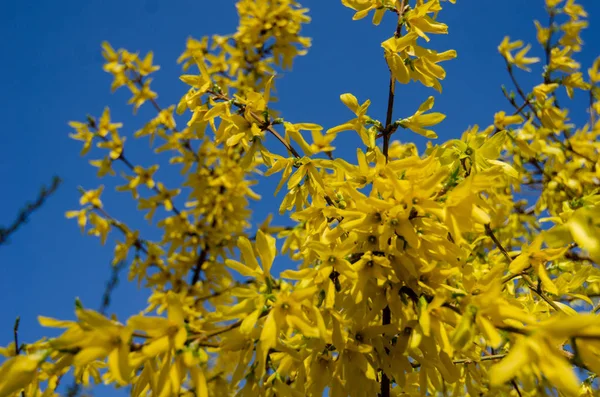 Sarı çiçekler. Forsythia tam çiçeklenme halinde. Forsythia çiçeklerine yakın çekim. Çiçekler yapraklardan önce, parlak sarı olarak baharın başlarında üretilir..