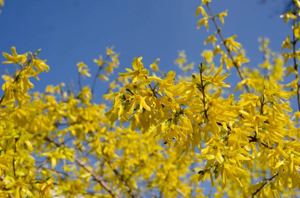 Yellow flowers. Forsythia in full bloom. Close-up of Forsythia flowers. The flowers are produced in the early spring before the leaves, bright yellow.