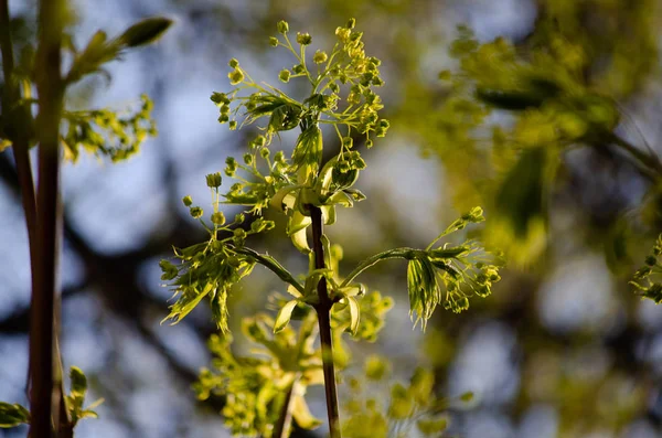 İlkbaharın başlarında. Akçaağaç çiçeği. Çiçek baharı, doğa. (yakın çekim)