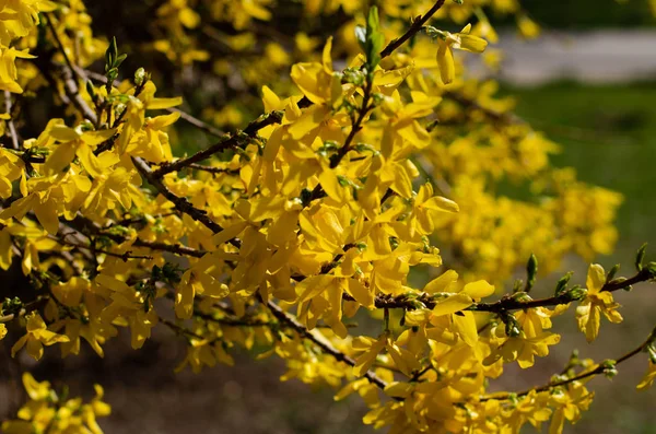 Sarı çiçekler. Forsythia tam çiçeklenme halinde. Forsythia çiçeklerine yakın çekim. Çiçekler yapraklardan önce, parlak sarı olarak baharın başlarında üretilir..