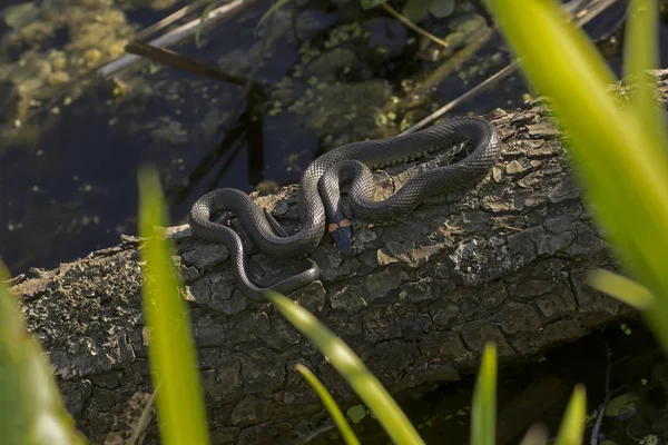 Reptile Dans Habitat Nature Sauvage — Photo