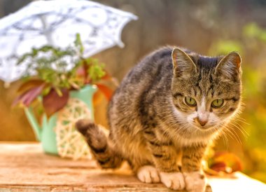 Kedi ve sonbahar natürmort. Bir sonbahar bahçe arka planı evde beslenen hayvan.