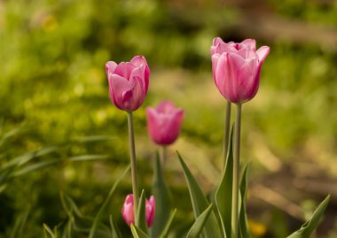 Parlak pembe lale yeşil bir bahçenin arka planı büyümek. Gün bahar sahne.