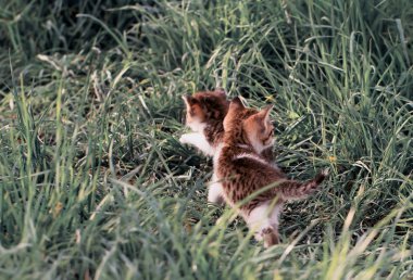 İki küçük yavru kedi, kahverengi benekli yün ile bağımsız olarak yoğun otların arasında yürümek.
