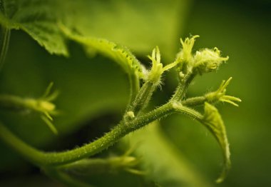 Bir salatalık bush ile genç gelecekteki meyve dalı