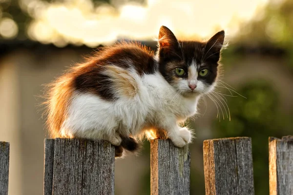 Lindo Gatito Sentado Una Vieja Cerca Madera Cálida Escena Verano — Foto de Stock