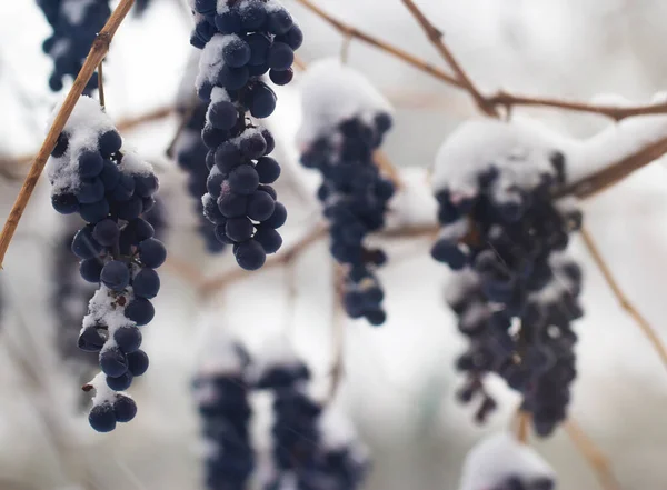 雪に覆われた冬の庭で青いブドウの束 冷凍フルーツと昼間の庭のシーン — ストック写真