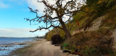 Kıyıda eski ağaç