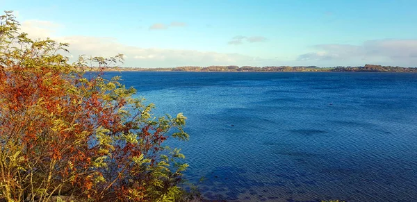 Strauch am See mit blauem Wasser — Stockfoto