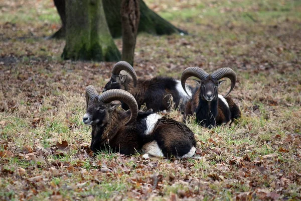 Mouflon Herd Winter Ovis Musimon — Foto de Stock