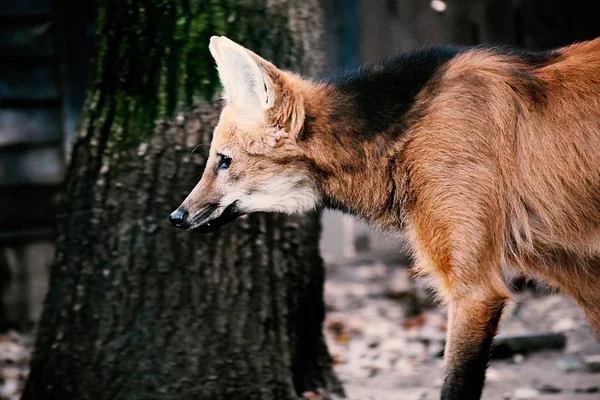 Wolf Wild Dog Chryoscyon — Stock Photo, Image