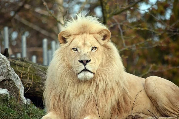 White Lion Head Rare Closeup — Stock Photo, Image