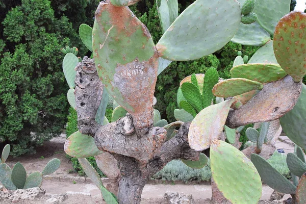 Botanik Bahçe balçık Bulgaristan kaktüs Palace Queen Mary