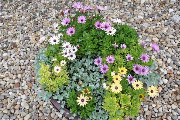 Botanik Bahçe balçık Bulgaristan çiçek Palace Queen Mary