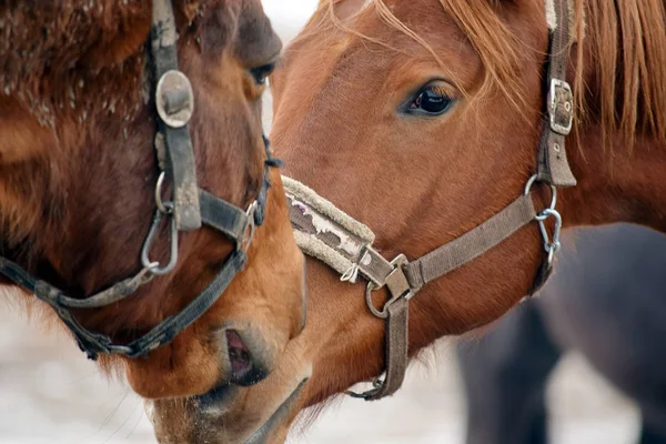 Koně Pár Krása Detailní Fotografie — Stock fotografie