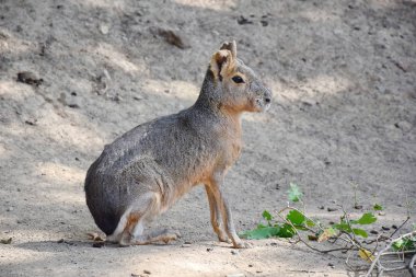 Dolichotis Patagonum stok fotoğraf oturma portre