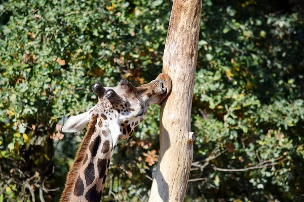 Giraffa Camelopardalis Rothschildi Żyrafa Jedzenie Drzewa — Zdjęcie stockowe