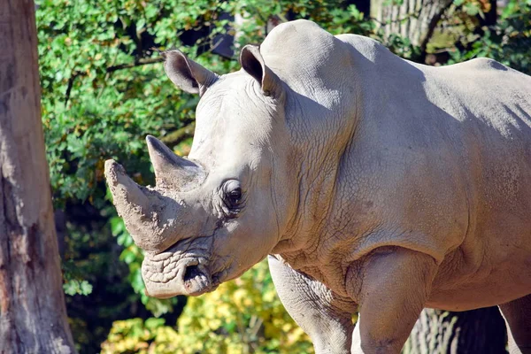 Ceratotherium Simum Simum Rhinoseros — стоковое фото