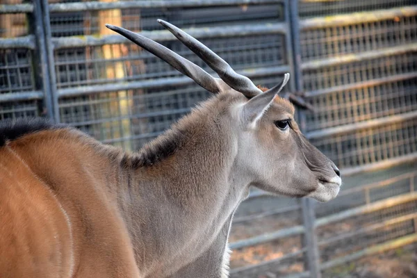 Taurotragus Oryx Antilopa Losí — Stock fotografie