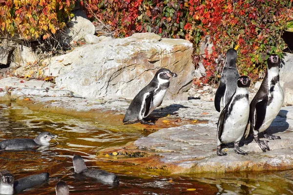 Spheniscus Humboldti penguenler suda akın