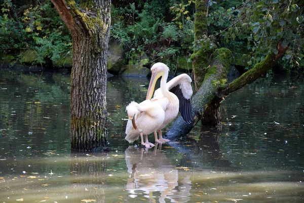 Pelecanus Onocrotalus beyaz pelikan çift portre su stok fotoğraf