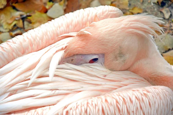 Detay dikey dinlenme Pelecanus Onocrotalus beyaz pelikan fotoğraf stok